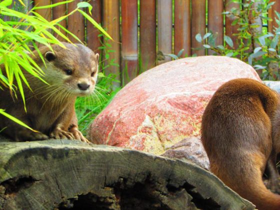 Otter in der botanika Bremen