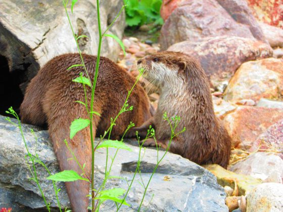 Otter in der botanika Bremen