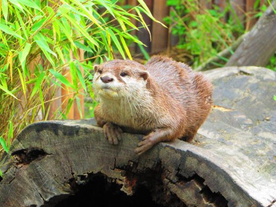 Otter in der botanika Bremen