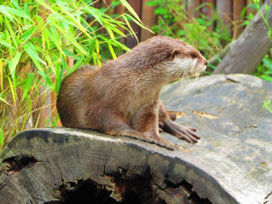 Otter in der botanika Bremen