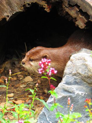 Otter in der botanika Bremen