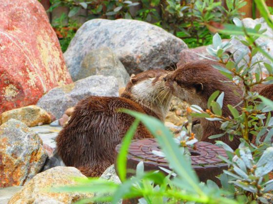 Otter in der botanika Bremen