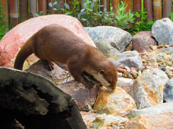 Otter in der botanika Bremen