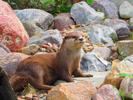 Otter in der botanika Bremen