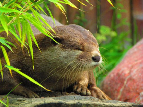 Otter in der botanika Bremen