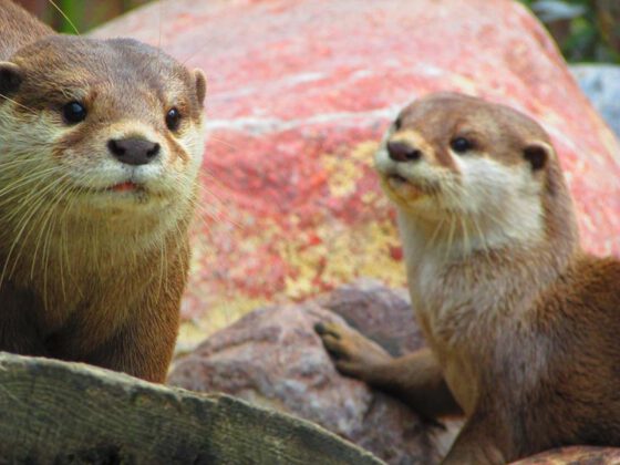 Otter in der botanika Bremen