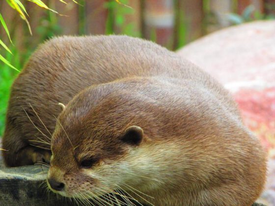 Otter in der botanika Bremen