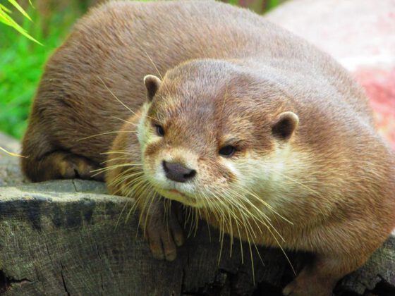 Otter in der botanika Bremen