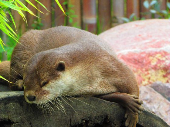 Otter in der botanika Bremen