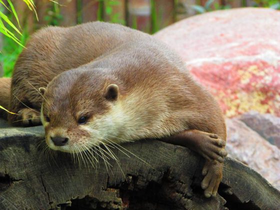 Otter in der botanika Bremen